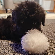 Angus joined the competition — help win amazing prizes! puppy, black_dog, fluffy, toy, white, carpet, indoor, pet, cute, furry, animal, living_room, blurred_background, playful, soft_texture, floor, domestic, young_dog, close_up, lying_down