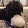 puppy, black_dog, fluffy, toy, white, carpet, indoor, pet, cute, furry, animal, living_room, blurred_background, playful, soft_texture, floor, domestic, young_dog, close_up, lying_down