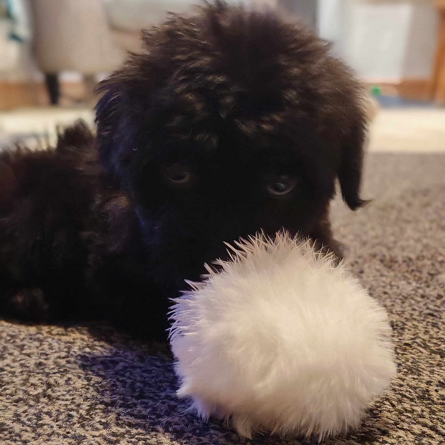 Angus joined the competition — help win amazing prizes! animal, black_dog, blurred_background, carpet, close_up, cute, domestic, floor, fluffy, furry, indoor, living_room, lying_down, pet, playful, puppy, soft_texture, toy, white, young_dog