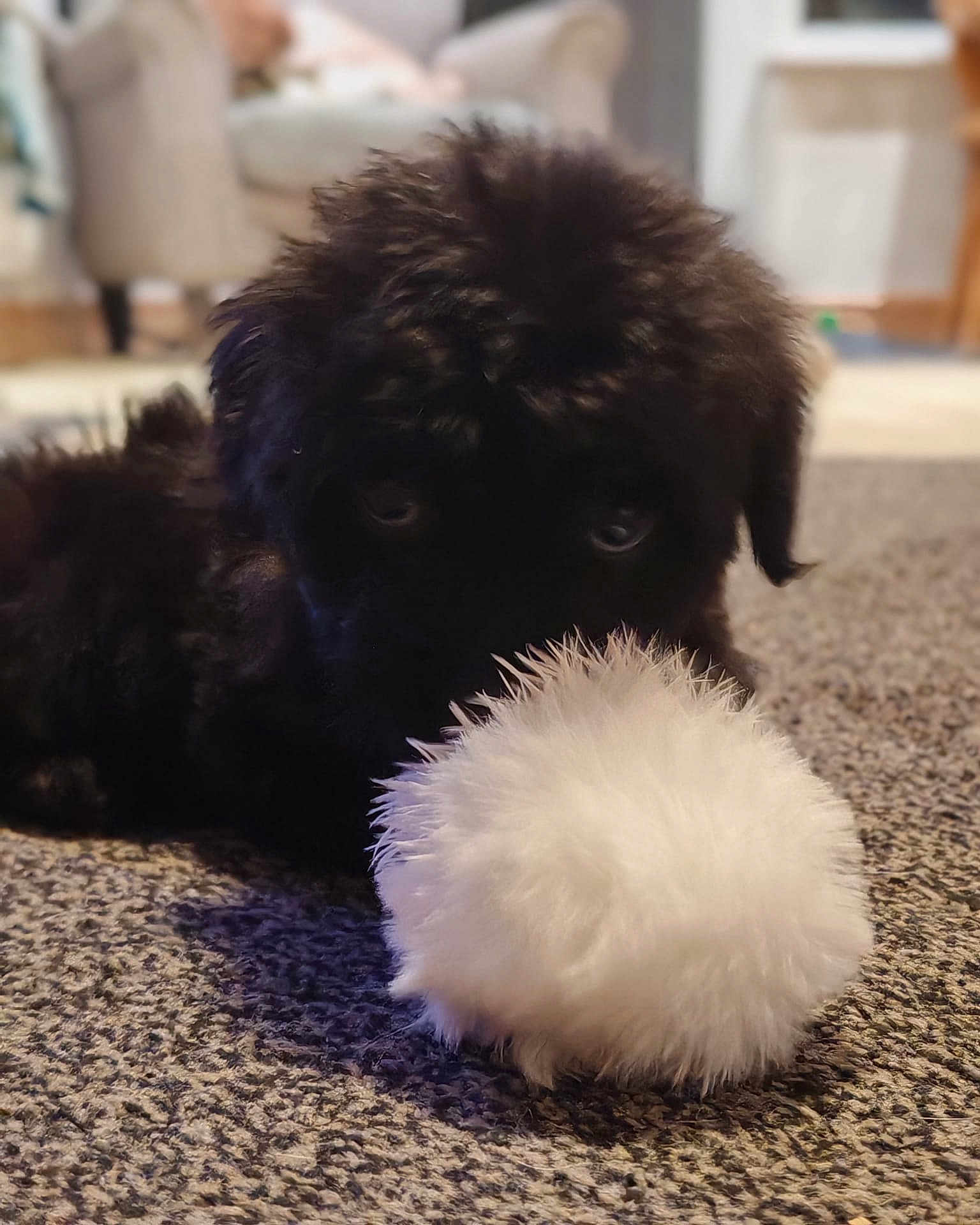 Angus joined the competition — help win amazing prizes! puppy, black_dog, fluffy, toy, white, carpet, indoor, pet, cute, furry, animal, living_room, blurred_background, playful, soft_texture, floor, domestic, young_dog, close_up, lying_down