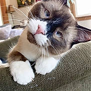 Buddy Hot Dog joined the competition — help win amazing prizes! cat, siamese_cat, indoor, couch, curious, blue_eyes, pet, feline, whiskers, close_up, head_tilt, cozy, window, plant, painting, fur, paws, home, domestic_animal, relaxed