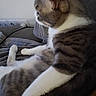 cat, tabby, white_fur, pet, indoor, couch, blanket, feline, relaxed, side_view, whiskers, ears, fur, power_outlet, home, cozy, animal, resting, domestic, cute
