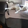 Tito participe au concours pour gagner de l'argent avec cette photo : cat, sleeping, couch, blanket, indoor, relaxed, feline, fur, paw, tail, window, light, resting, cozy, home, pet, comfort, animal, soft, nap