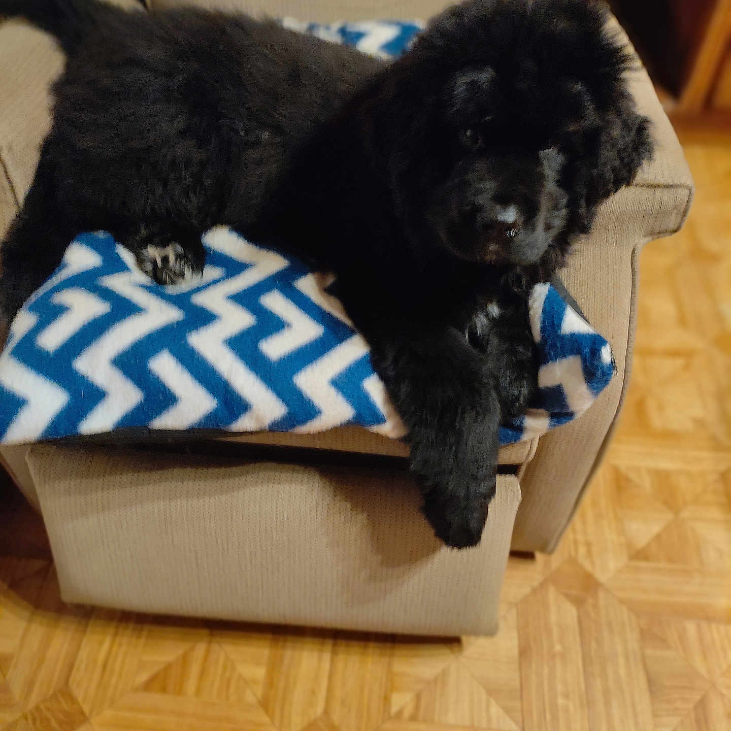 Ulhan Dit Lulu a rejoint le concours — aidez-le/la à gagner de superbes lots ! animal, architecture, building, canine, cat, chair, cockerspaniel, couch, dog, furniture, hardwood, homedecor, indoors, livingroom, newfoundland, pet, poodle, puppy, room, wood