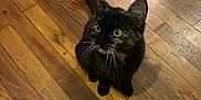Aska participe au concours pour gagner de l'argent avec cette photo : cat, tortoiseshell, pet, animal, indoor, wooden_floor, curious, whiskers, feline, domestic_cat, looking_up, ears_up, flooring, brown, black, yellow_eyes, sitting, cute, alert, small
