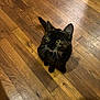 alert, animal, black, brown, cat, curious, cute, domestic_cat, ears_up, feline, flooring, indoor, looking_up, pet, sitting, small, tortoiseshell, whiskers, wooden_floor, yellow_eyes