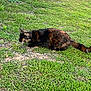 Aska a rejoint le concours — aidez-le/la à gagner de superbes lots ! cat, tortoiseshell, grass, outdoor, animal, pet, feline, nature, crouching, alert, greenery, daylight, wildlife, mammal, fur, whiskers, tail, ground, predator, close_to_ground