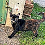 animal, brick, cat, curious, door, ear, feline, garden, grass, greenery, nature, outdoor, pet, rustic, tail, texture, tortoiseshell, walking, whiskers, yellow_eyes
