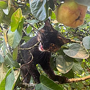 Aska a rejoint le concours — aidez-le/la à gagner de superbes lots ! cat, tortoiseshell_cat, tree, branch, leaves, fruit, outdoor, animal, nature, playful, curious, pet, feline, greenery, wildlife, climbing, daylight, closeup, young_cat, tongue