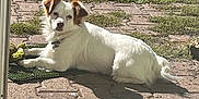 Cesar participe au concours pour gagner de l'argent avec cette photo : dog, white_dog, brown_ears, outdoor, sunlight, pavement, grass, green_mat, pet, animal, relaxed, lying_down, looking_at_camera, daylight, fur, collar, curious, backyard, nature, canine