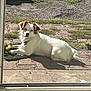 dog, white_dog, brown_ears, outdoor, sunlight, pavement, grass, green_mat, pet, animal, relaxed, lying_down, looking_at_camera, daylight, fur, collar, curious, backyard, nature, canine
