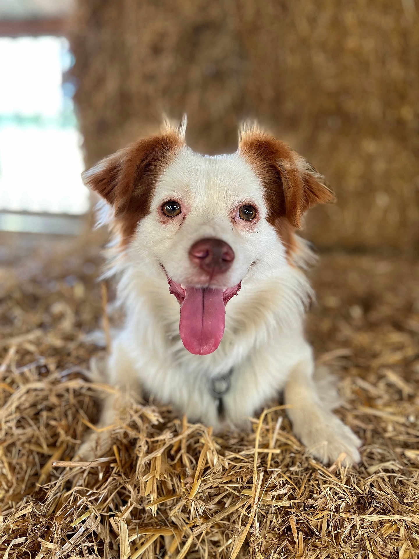 Cesar participe au concours pour gagner de l'argent avec cette photo : dog, animal, pet, white_dog, brown_ears, tongue_out, straw, hay, lying_down, portrait, close_up, cute, happy, outdoor, farm, fur, muzzle, ears, collar, expression