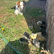Cesar participe au concours pour gagner de l'argent avec cette photo : dog, puppy, chicks, grass, backyard, sunlight, shade, garden_hose, stone_wall, animals, young_birds, outdoor, nature, pets, summer, greenery, small_dog, fluffy, group, daytime