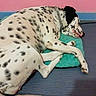 Lady a rejoint le concours — aidez-le/la à gagner de superbes lots ! braque_dauvergne, canidae, carnivore, dalmatian, dog, dog_breed, mammal, non_sporting_group, snout, sporting_group