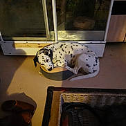 Lady participe au concours pour gagner de l'argent avec cette photo : canidae, carnivore, dalmatian, great_dane, non_sporting_group, personal_protective_equipment, snout