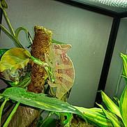 Pascal a rejoint le concours — aidez-le/la à gagner de superbes lots ! alismatales, arum_family, botany, chameleon, flower, gecko, iguania, leaf, lizard, nepenthes, organism, plant, plant_stem, reptile, scaled_reptile, terrestrial_plant, vascular_plant