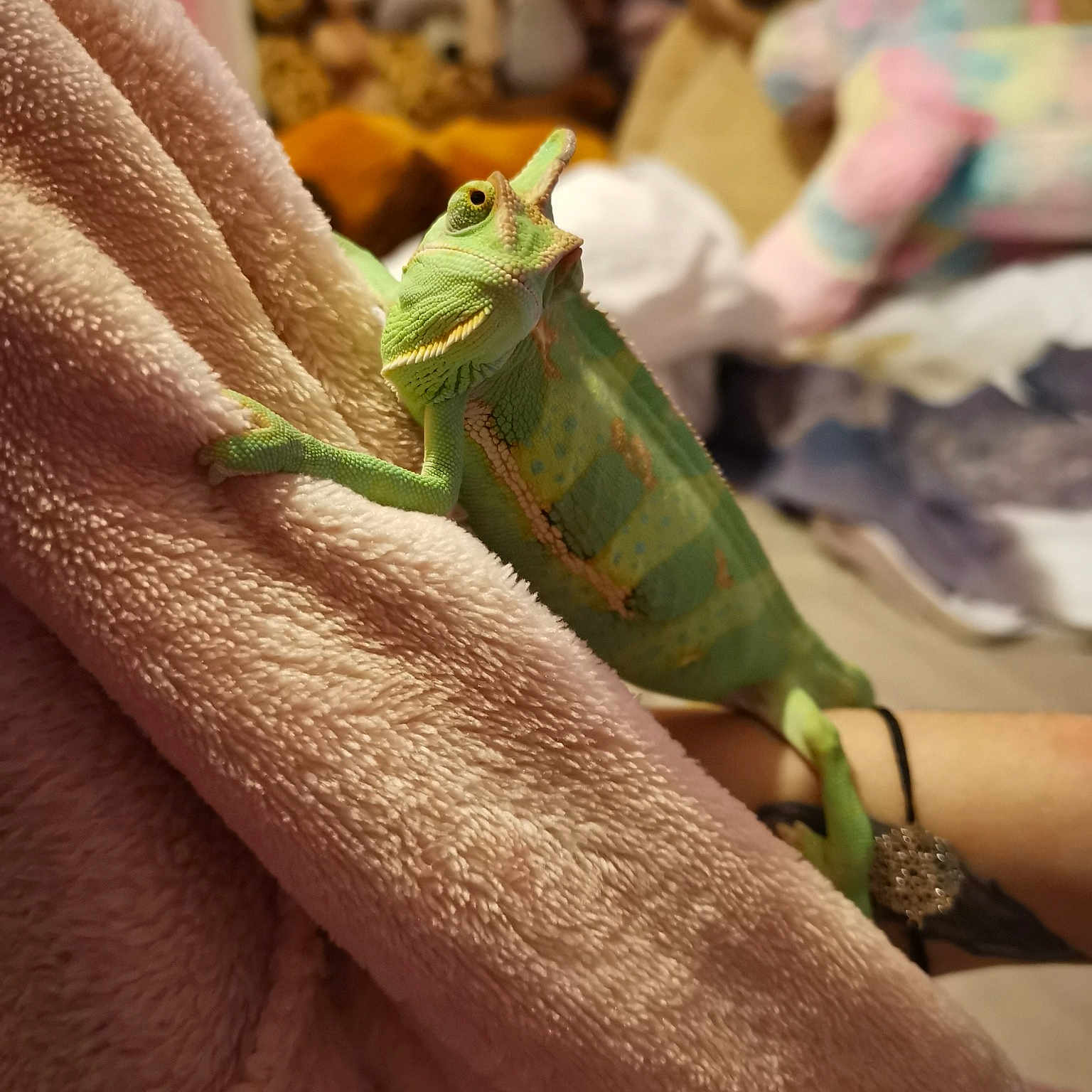 Pascal