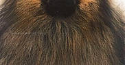 Orphée a rejoint le concours — aidez-le/la à gagner de superbes lots ! ancient_dog_breeds, canidae, carnivore, companion_dog, dog, dog_breed, eurasier, fawn, fur, german_spitz, german_spitz_klein, german_spitz_mittel, keeshond, mammal, non_sporting_group, pomeranian, spitz, toy_dog, vertebrate, volpino_italiano