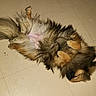 Orphée a rejoint le concours — aidez-le/la à gagner de superbes lots ! canidae, carnivore, dog_breed, fawn, fur, tail