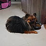 Orphée a rejoint le concours — aidez-le/la à gagner de superbes lots ! canidae, carnivore, companion_dog, dog, dog_breed, fawn, floor, flooring, german_spitz, german_spitz_klein, german_spitz_mittel, mammal, non_sporting_group, pomeranian, puppy, spitz, toy_dog, vertebrate, volpino_italiano