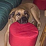 Simba participe au concours pour gagner de l'argent avec cette photo : black_mouth_cur, broholmer, bullmastiff, canidae, carnivore, companion_dog, dog, dog_breed, english_mastiff, fawn, fila_brasileiro, furniture, great_dane, guard_dog, mammal, non_sporting_group, rhodesian_ridgeback, vertebrate, working_dog