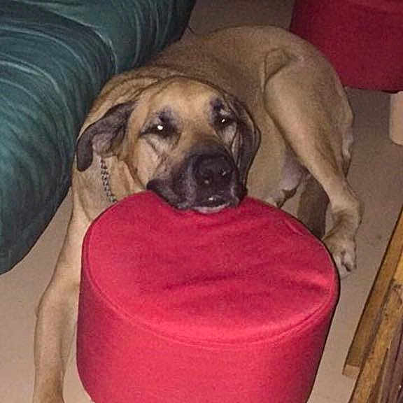Simba