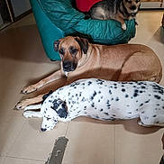Simba participe au concours pour gagner de l'argent avec cette photo : canidae, carnivore, companion_dog, dachshund, dalmatian, dog, dog_breed, fawn, non_sporting_group, rhodesian_ridgeback, sporting_group