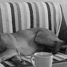 Simba participe au concours pour gagner de l'argent avec cette photo : black_mouth_cur, bullmastiff, canidae, carnivore, dog, dog_breed, ear, fawn, mammal, nap, puppy, snout, sporting_group, vertebrate, weimaraner