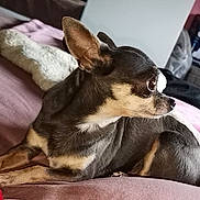 Eden participe au concours pour gagner de l'argent avec cette photo : canidae, carnivore, chihuahua, companion_dog, dog, dog_breed, ear, fawn, mammal, prazsky_krysarik, puppy, russkiy_toy, snout, toy_dog, vertebrate