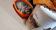 Jumper participe au concours pour gagner de l'argent avec cette photo : canidae, cat