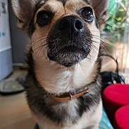 Jumper a rejoint le concours — aidez-le/la à gagner de superbes lots ! canidae, carnivore, chihuahua, companion_dog, corgi_chihuahua, dog, dog_breed, ear, fawn, mammal, nose, puppy, snout, sporting_group, toy_dog, vertebrate, whiskers