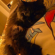 Lilith participe au concours pour gagner de l'argent avec cette photo : bed, bedding, cat, close_up, cozy, ear, feline, fur, home, indoor, night, patterned_textile, paw, pet, portrait, relaxed, tortoiseshell, warm_lighting, whiskers, yellow_eyes