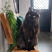 Lilith participe au concours pour gagner de l'argent avec cette photo : cat, black_cat, pet, long_hair, fluffy, sitting, wooden_bench, bench, indoor, home, green_plant, potted_plant, door, tiled_floor, yellow_eyes, portrait, fur, floor_tiles, cushion, natural_light