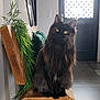 cat, black_cat, pet, long_hair, fluffy, sitting, wooden_bench, bench, indoor, home, green_plant, potted_plant, door, tiled_floor, yellow_eyes, portrait, fur, floor_tiles, cushion, natural_light