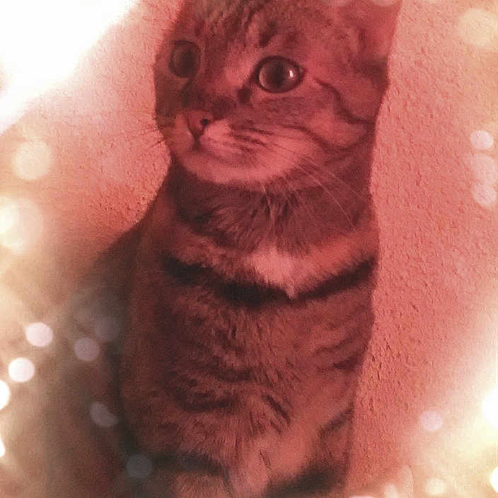 Mia a rejoint le concours — aidez-le/la à gagner de superbes lots ! animal, bokeh, cat, curious, cute, ears, eyes, feline, fur, indoor, light_effect, pet, portrait, sitting, soft_light, tabby, texture, wall, warm_tone, whiskers