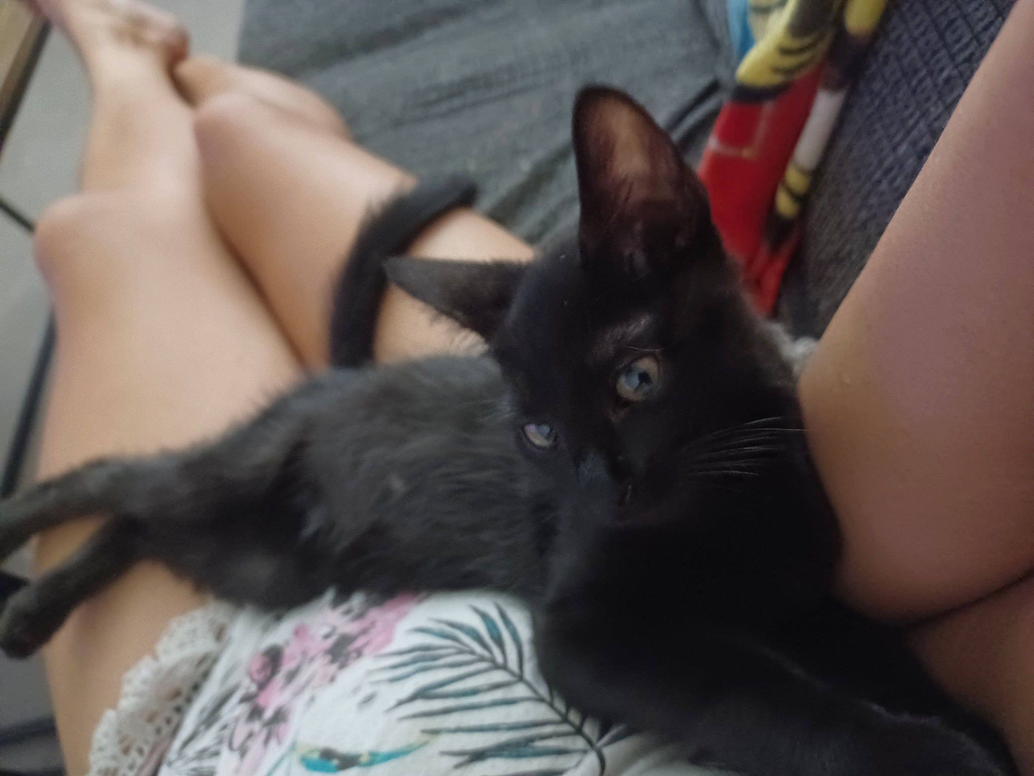 Shadow participe au concours pour gagner de l'argent avec cette photo : black_cat, bombay, carnivore, cat, claw, comfort, domestic_short_haired_cat, ear, eye, felidae, fur, gesture, human_leg, lap, nail, small_to_medium_sized_cats, snout, tail, thigh, whiskers