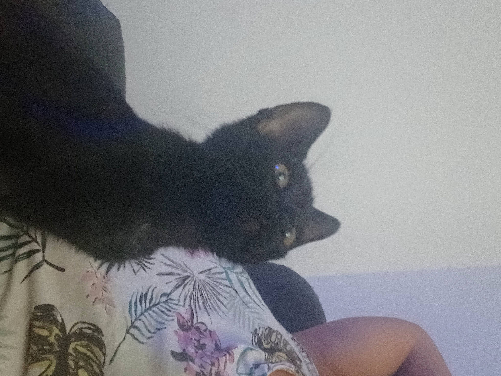 Shadow a rejoint le concours — aidez-le/la à gagner de superbes lots ! black_cat, carnivore, cat, comfort, domestic_short_haired_cat, eye, felidae, fur, grey, hair, head, human_body, human_leg, iris, room, small_to_medium_sized_cats, snout, tail, tree, whiskers