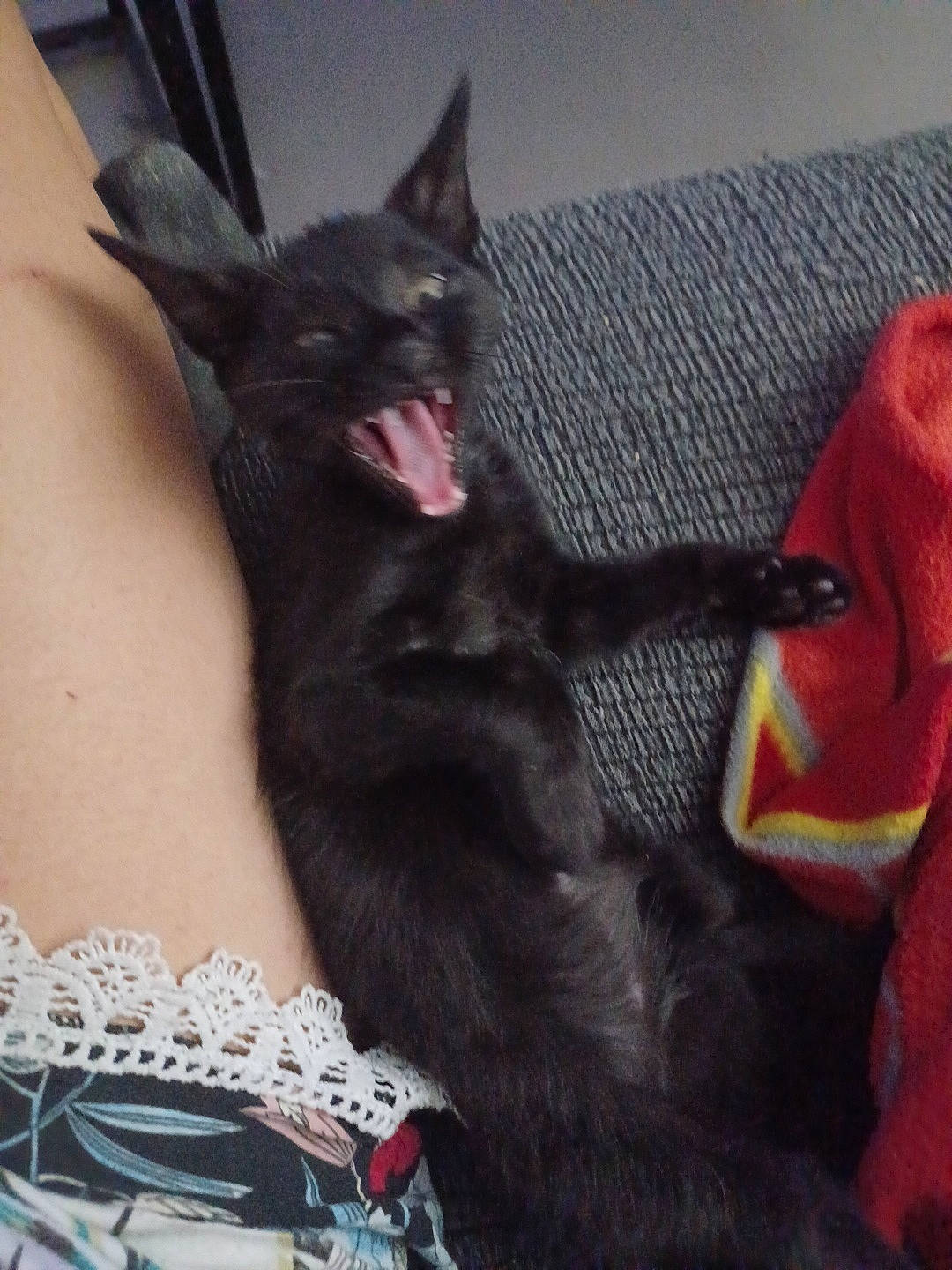 Shadow a rejoint le concours — aidez-le/la à gagner de superbes lots ! black_cat, bombay, canidae, carnivore, cat, claw, comfort, companion_dog, dog_breed, domestic_short_haired_cat, ear, felidae, foot, fur, grey, human_leg, paw, small_to_medium_sized_cats, tail, whiskers