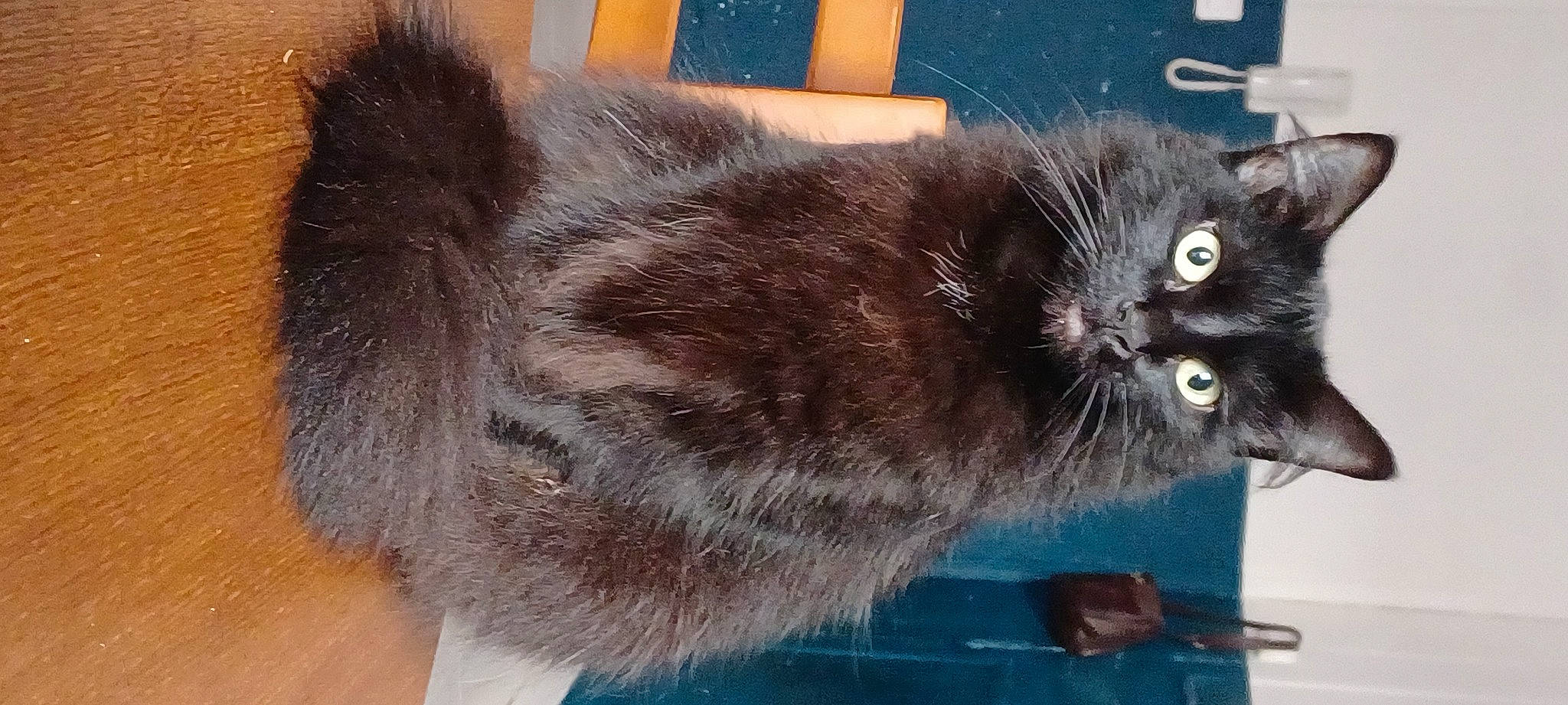 Plume a rejoint le concours — aidez-le/la à gagner de superbes lots ! black_cat, bombay, carnivore, cat, cat_supply, claw, domestic_short_haired_cat, felidae, fur, mammal, paw, pet_supply, small_to_medium_sized_cats, snout, tail, terrestrial_animal, whiskers