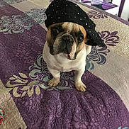 Romeo is registered to the contest to win money with this photo: dog, french_bulldog, hat, bed, quilt, purple, beige, floral_pattern, pet, indoor, animal, cute, small_dog, canine, fur, mammal, portrait, looking_up, bedroom, domestic_animal
