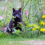 Grisou participe au concours pour gagner de l'argent avec cette photo : cat, black_cat, flowers, yellow_flowers, pink_flowers, greenery, grass, garden, plants, outdoor, nature, sitting, animal, pet, wildlife, foliage, summer, flora, leaves, grassland