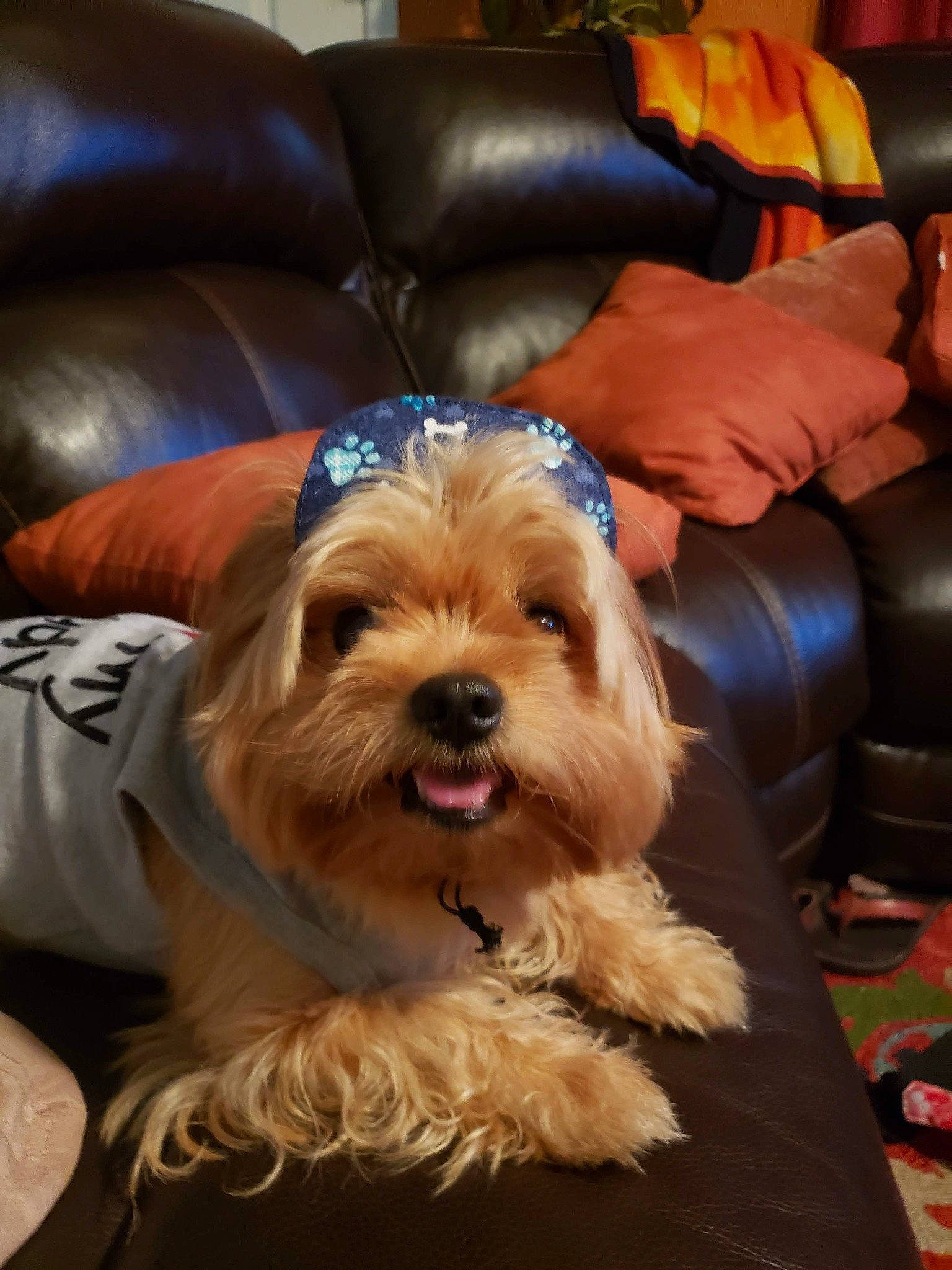 Punky joined the competition — help win amazing prizes! australian_silky_terrier, canidae, carnivore, companion_dog, dog, dog_breed, glen_of_imaal_terrier, lhasa_apso, maltepoo, mammal, morkie, puppy, schnoodle, shih_tzu, small_terrier, sporting_lucas_terrier, terrier, tibetan_terrier, vertebrate, yorkshire_terrier