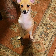 Louie joined the competition — help win amazing prizes! dog, puppy, indoor, carpet, patterned_rug, standing, ears, curious, pet, animal, floor, furniture, slippers, warm_lighting, brown, white, small_dog, looking_up, cute, home
