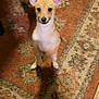 dog, puppy, indoor, carpet, patterned_rug, standing, ears, curious, pet, animal, floor, furniture, slippers, warm_lighting, brown, white, small_dog, looking_up, cute, home