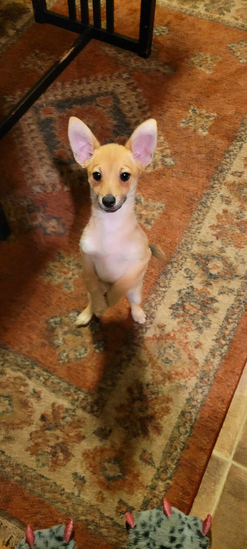 Louie