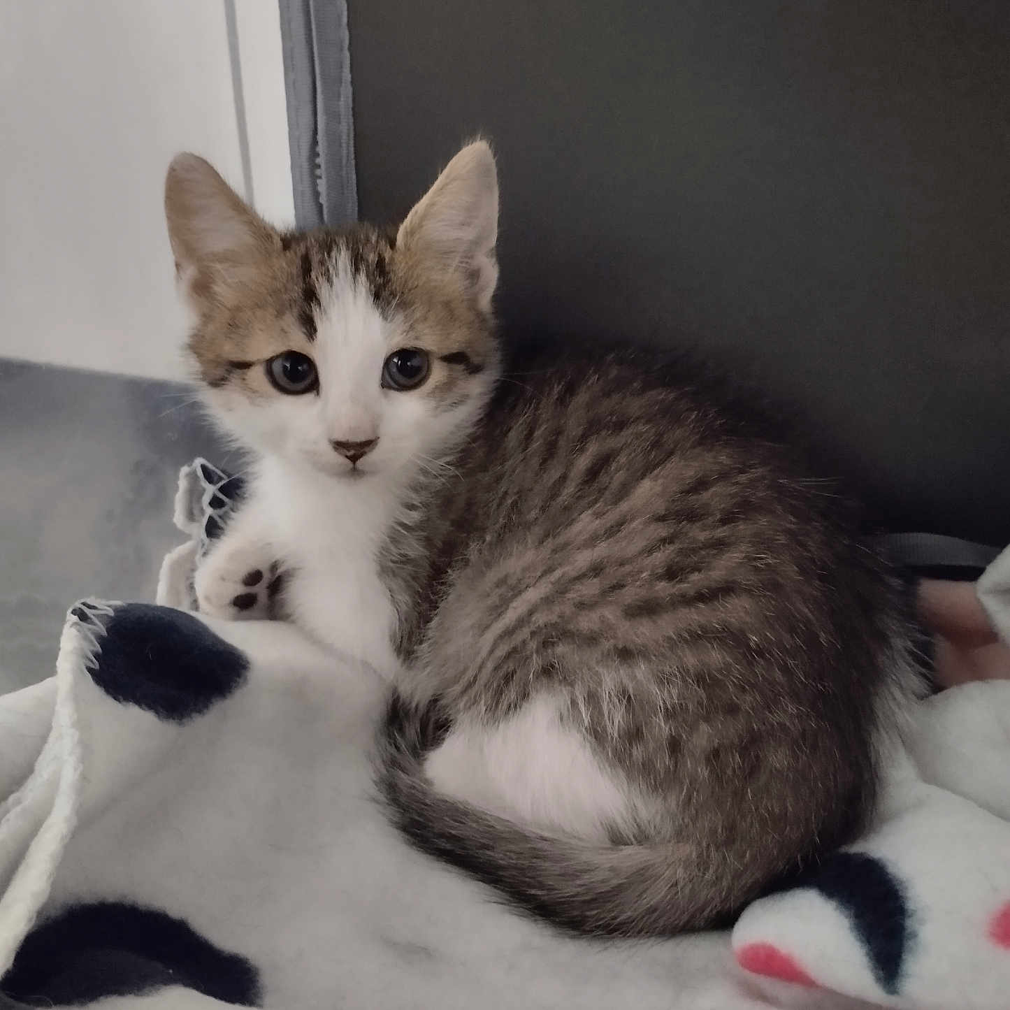 Venom participe au concours pour gagner de l'argent avec cette photo : abyssinian, angora, animal, bed, blanket, cat, chair, couch, furniture, homedecor, indoors, kitten, manx, person, pet, quilt, siamese, sleeping