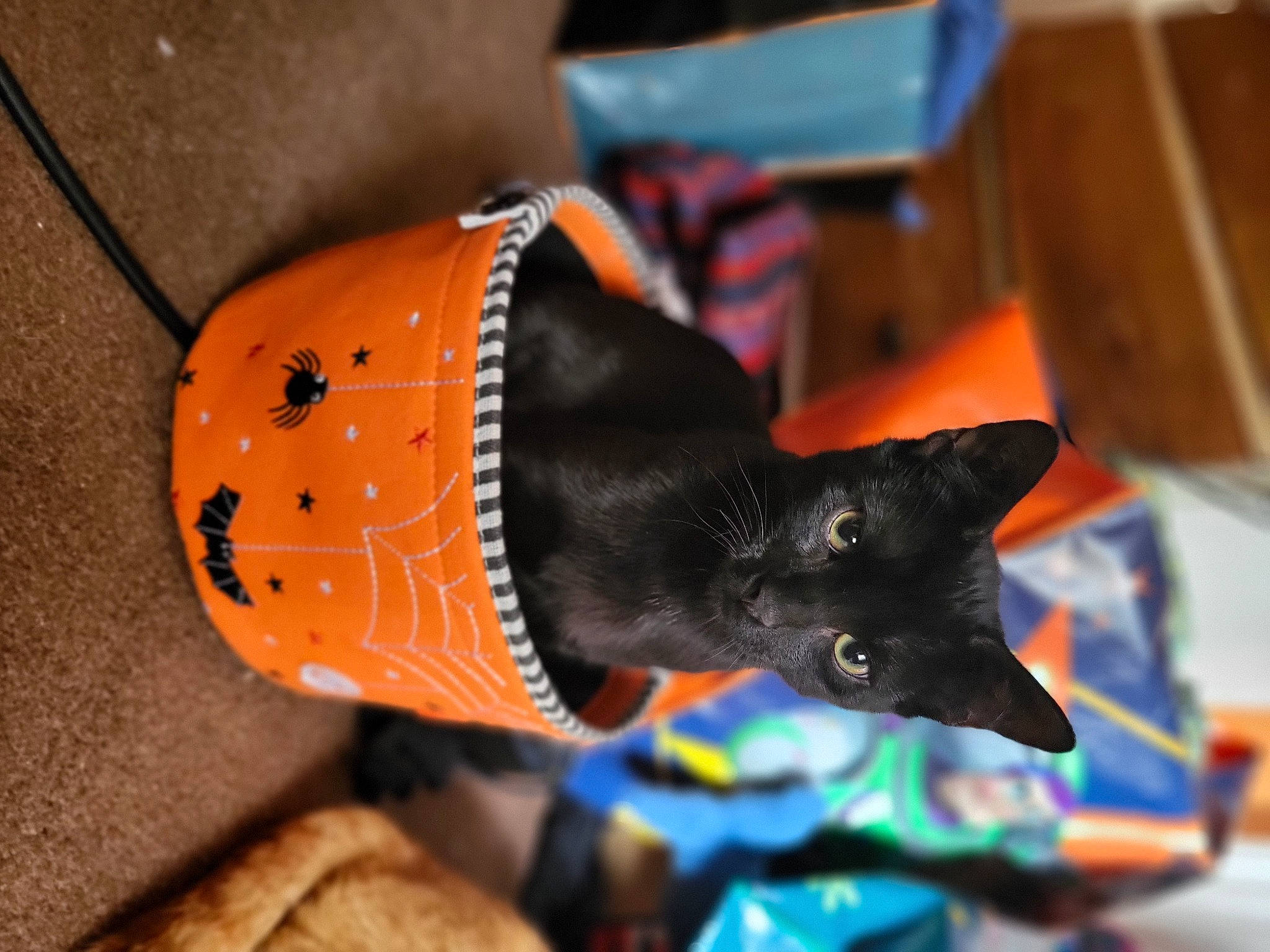Spooky joined the competition — help win amazing prizes! art, black_cat, canidae, carmine, carnivore, cat, collar, costume, dog_breed, domestic_short_haired_cat, fashion_accessory, felidae, fur, helmet, personal_protective_equipment, small_to_medium_sized_cats, snout, tail, toy, whiskers