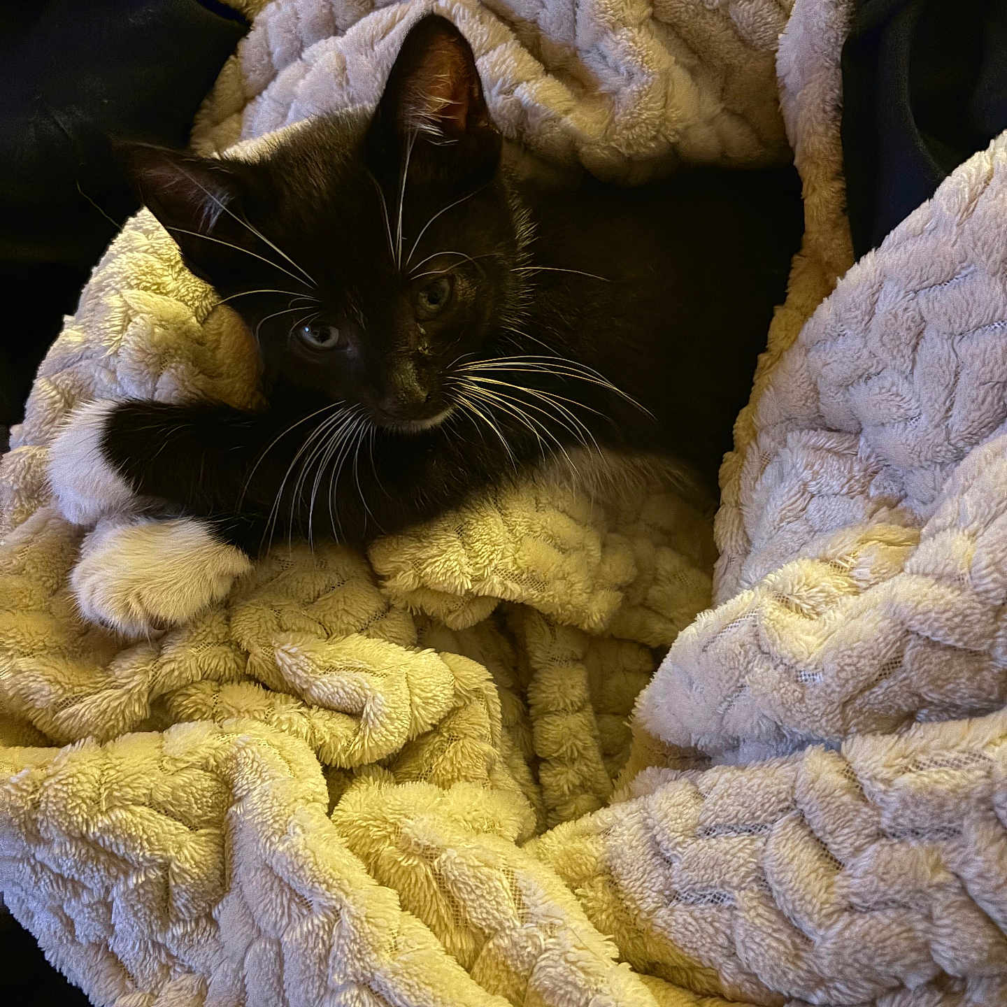 Mittens