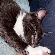 Mittens is registered to the contest to win money with this photo: cat, black_and_white, sleeping, sleepy, curled_up, paw, whiskers, fur, tuxedo_cat, close_up, pet, animal, cozy, indoors, bedding, relaxed, resting, portrait, soft_lighting, snuggling
