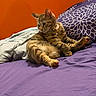 cat, tabby, kitten, pet, animal, feline, striped_fur, sitting, lounging, relaxed, stretching, paw, collar, bed, bedroom, pillow, blanket, purple, orange_wall, indoor